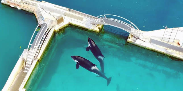 11:25: Re: Orca-Shows am Ende? | Arte | 2/20 2026