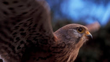 11:05: Abenteuer Wildnis | BR Fernsehen | 9/4 2026