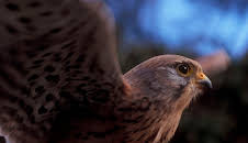 Abenteuer Wildnis