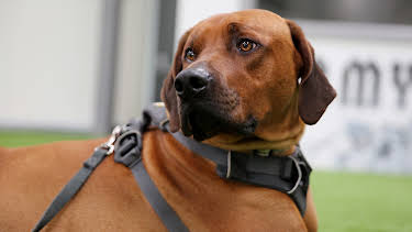 6:00 PM: The Supervet: Noel Fitzpatrick (S6 E4) (S6) | W | 3/10 2026