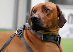 The Supervet: Noel Fitzpatrick