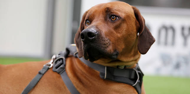 4:00 PM: The Supervet: Noel Fitzpatrick (S6 E4) (S6) | W | 12/7 2025