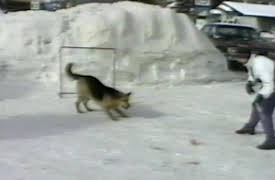 Life's Funniest Moments: Season 1: Episode 216