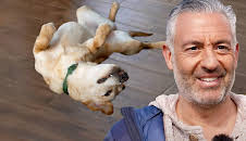 Hunde verstehen!