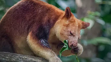 5:00 AM: The Zoo (S5 E2) (S5) | Animal Planet | 2/16 2026