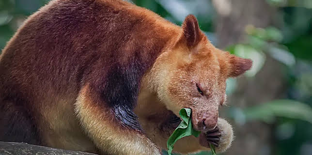 4:00 AM: The Zoo (S4 E12) (S4) | Animal Planet | 2/2 2026