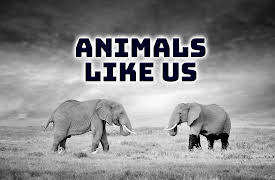 Animals Like Us: Animal Medicine