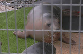 Saving Britain's Wildlife, Season 1: Urban Jungle