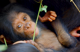 Growing Up Animal: A Baby Chimp's Story