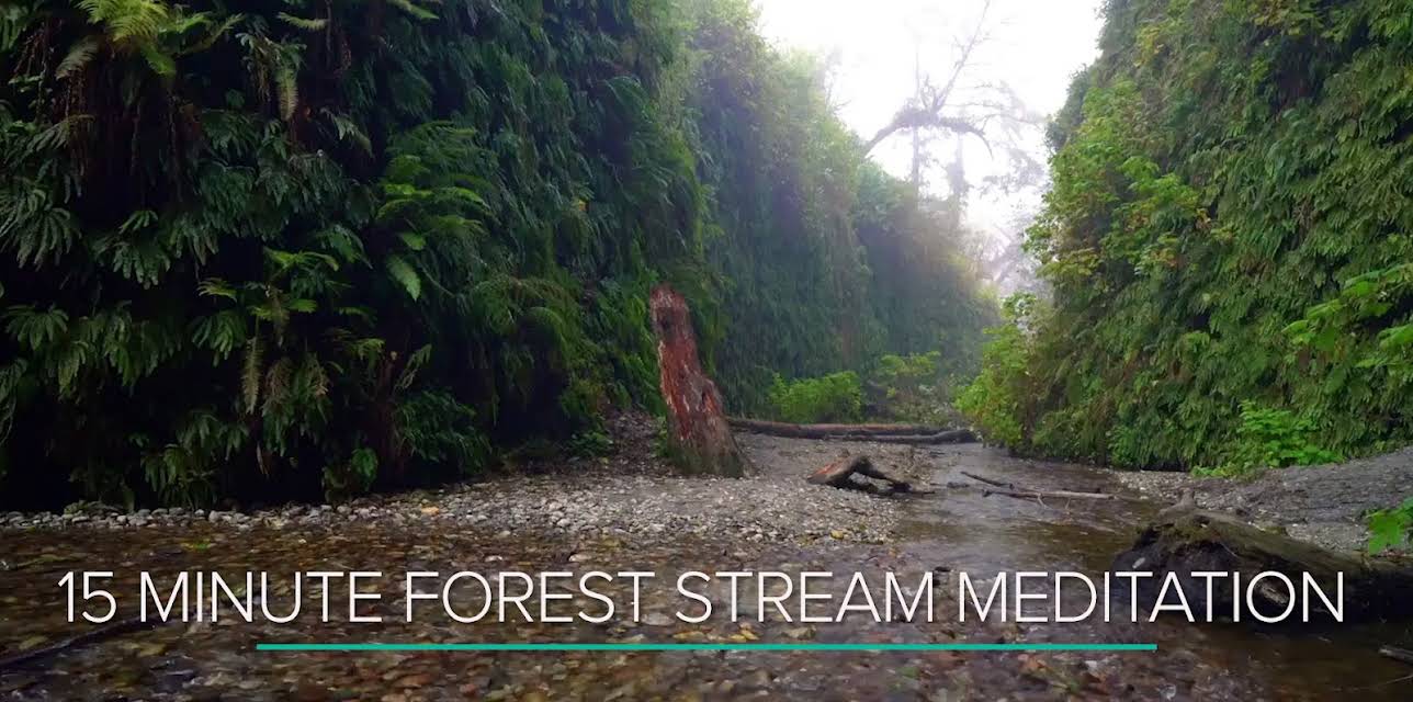 15 Minute Forest Stream Meditation