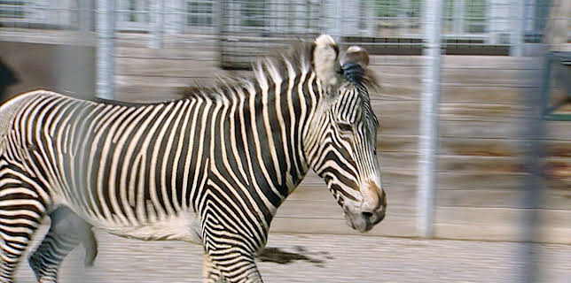 14:25: Elefant, Tiger & Co. | MDR Fernsehen | 2/5 2026