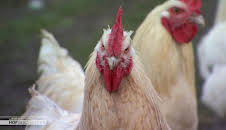 Die Nordreportage: Hofgeschichten