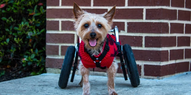 11:15: The Vet Life (S2 E6) (S2) | Animal Planet | 12/11 2025