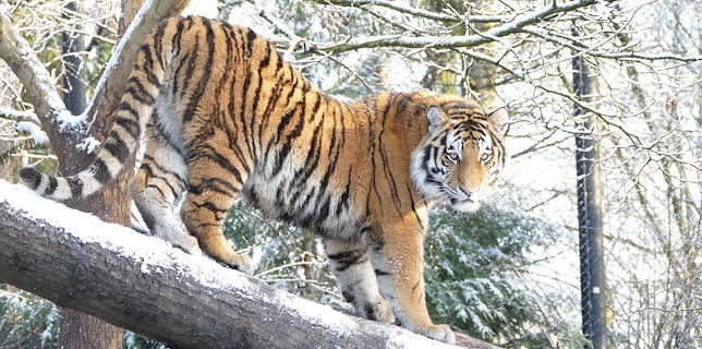 16:10: Leopard, Seebär & Co. (170) | Das Erste | 1/27 2026