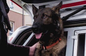 Dog Detectives: Against All Odds