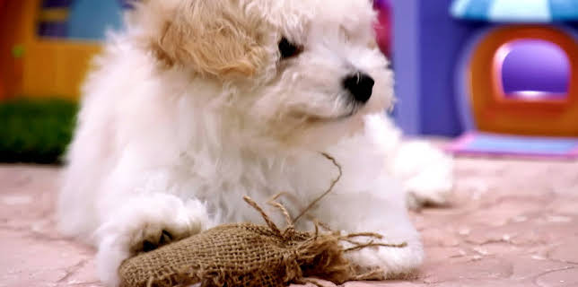 17:15: Rosin og Bolle: Dele ut post | NRK Super | 1/26 2026