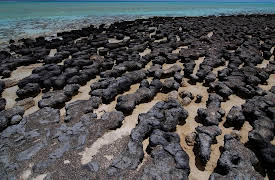 A New History of Life: How Life Transformed the Early Earth