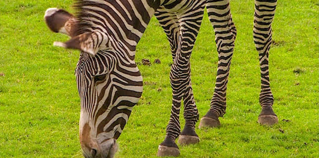 14:25: Elefant, Tiger & Co. (271) | MDR Fernsehen | 3/12 2026