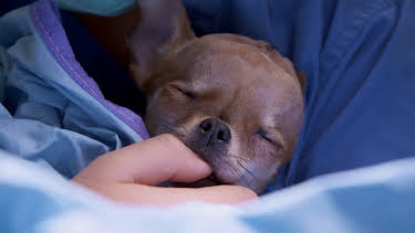 5:00 PM: The Supervet: Noel Fitzpatrick (S4 E17) (S4) | W | 7/15 2026
