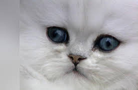 Understanding Cats: Choosing Your Cat