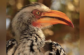 Africa's Wild Wonders: Birds of the Ocean