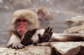 72 Cutest Animals: Weird and Wonderful