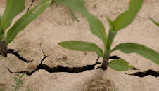 Landwirtschaft ohne Chemie?