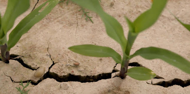 05:30: Landwirtschaft ohne Chemie? | SR Fernsehen | 3/12 2026