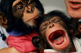 National Geographic Masters of Photography: Understand the Animal