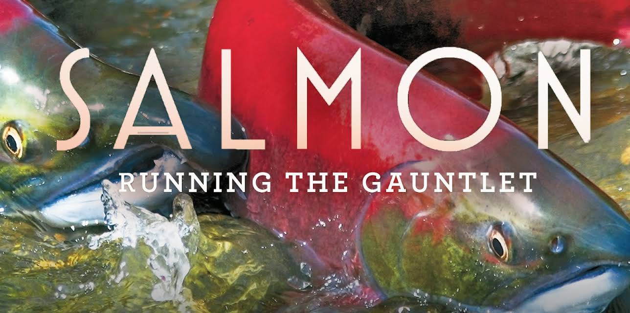 Salmon: Running the Gauntlet (2011)