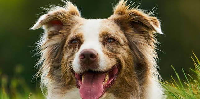 11:50: Abenteuer Wildnis | BR Fernsehen | 2/20 2026