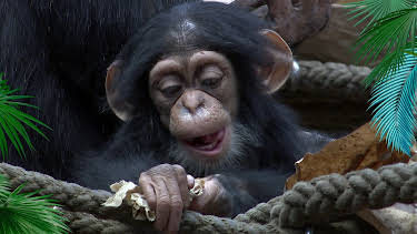 12:00: Elefant, Tiger & Co. | Radio Bremen | 4/13 2026