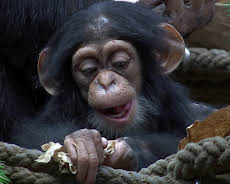 Elefant, Tiger & Co.