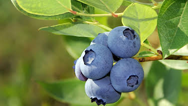 19:05: Hvordan den lages (S24 E15) (S24) | Discovery Science | 12/27 2025