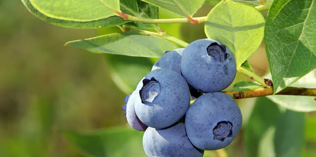 18:05: Hvordan den lages (S24 E15) (S24) | Discovery Science | 11/1 2025