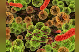 An Introduction to Infectious Diseases: Bacteria: Heroes and Villains