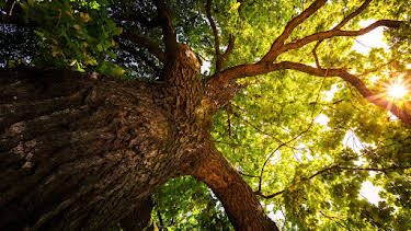 7:00 PM: The Secret Life of Trees (S1 E1) (S1) | 5 Select | 7/6 2026