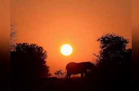 Keeping Up with the Kruger: No Bribes Here