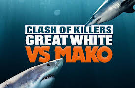 Clash of Killers: Great White vs Mako: Great White vs Mako