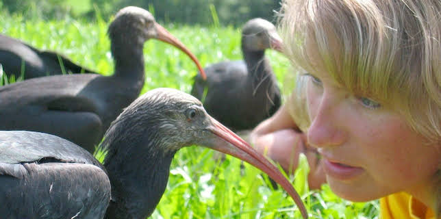 13:15: Waldrapp - Ein Vogel im Aufwind | 3SAT | 3/9 2026