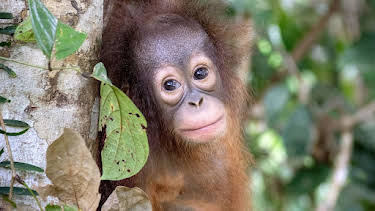 20:15: Orang-Utans - Die unbekannten Menschenaffen | Arte | 6/11 2026
