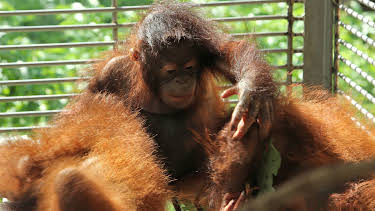 01:30: Meet The Orangutans (S1 E2) (S1) | Animal Planet | 5/31 2026