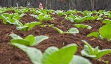 Schnittgut. Alles aus dem Garten