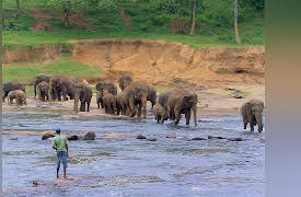 Green Paradise: Sri Lanka - The Emerald Isle