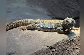 Scaled Season 1: Uromastyx Dino Wasteland