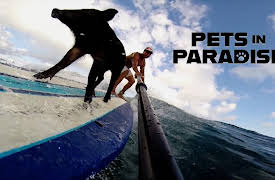 Pets in Paradise TV: Surfing Pig 2