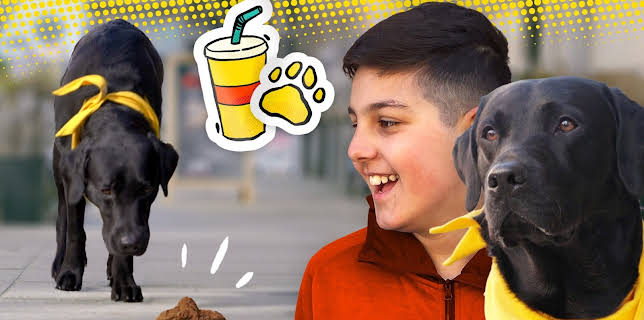 16:15: Hundebanden: Power i trafikken | NRK Super | 1/15 2026