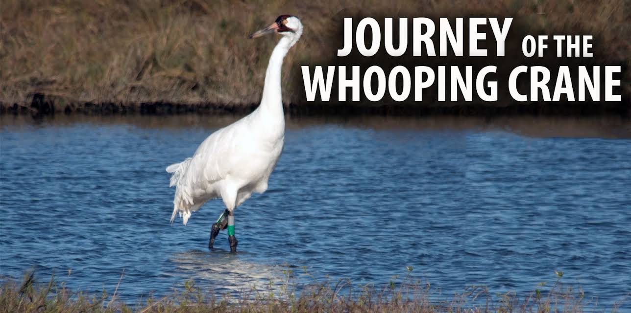 Journey of the Whooping Crane (2018)
