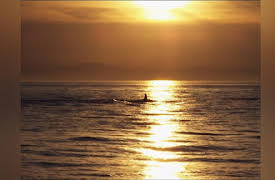 Spy in the Wild: Dolphins: Spy in the Pod, Pt. 2