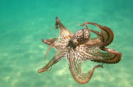 Animal DNA: Ocean Dwellers